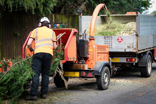 Tree Service Company in Belmont, NC